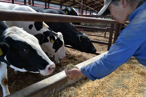 コンブと牛肉で新ブランド 釧路町と標茶町、きょう協定締結(2021-06-24)