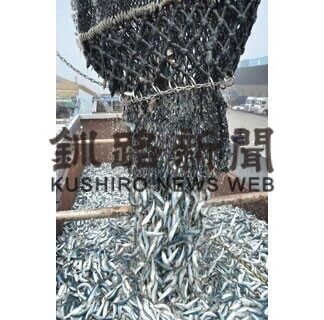 マイワシ１５３０㌧初水揚げ(2021-06-29)