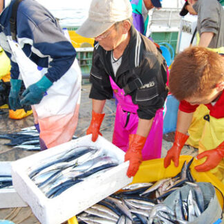 サンマ７月の漁獲ゼロ(2021-08-01)