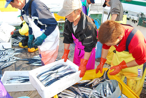 サンマ7月の漁獲ゼロ(2021-08-01)