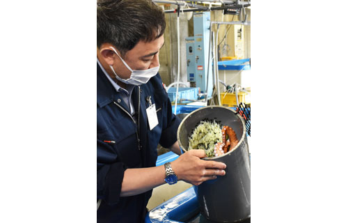 ヤナギダコ56匹産卵確認 増殖研究、放流事業にも期待(2021-07-30)