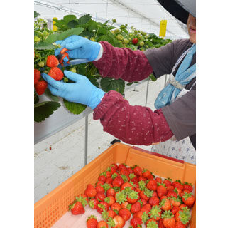 ゆめいちご大粒で甘く　夢の杜ファーム収穫作業本格化(2021-07-16)