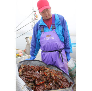 花咲ガニ初水揚げ、歯舞で高値３７８０円(2021-07-13)