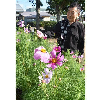 中標津・鈴木さん宅で〝早咲きコスモス〟ゆらゆらと(2021-08-01)