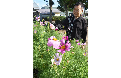 中標津・鈴木さん宅で〝早咲きコスモス〟ゆらゆらと(2021-08-01)