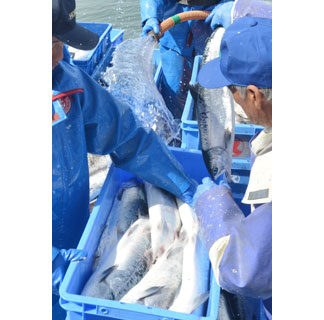 釧路沿岸定置網のトキシラズ記録的不漁、前年の１割(2021-07-17)