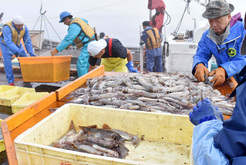 根室港 真イカ3年ぶり豊漁で浜活気(2021-07-29)