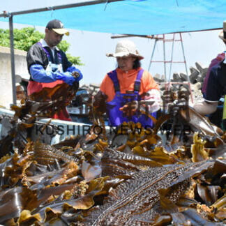 羅臼コンブ漁解禁　浜に活気も実入り悪く(2021-07-26)