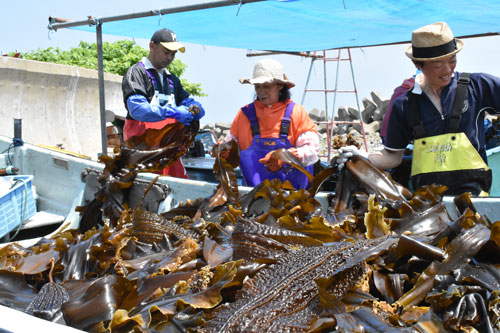 羅臼コンブ漁解禁 浜に活気も実入り悪く(2021-07-26)