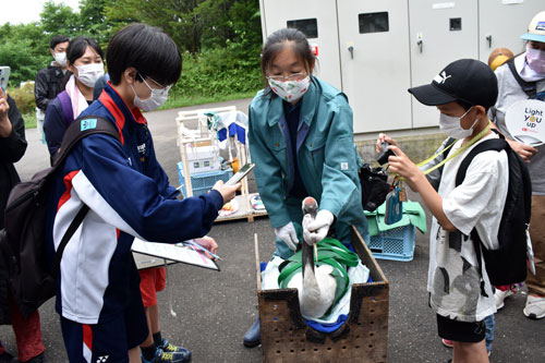 タンチョウの治療学ぶ 釧路市動物園で小中生体験イベント(2021-08-09)