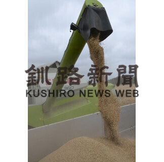 黄金色に輝く大麦　ウイスキー原料収穫(2021-08-18)