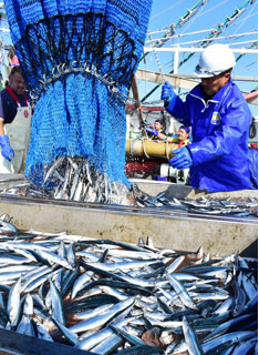 サンマ水揚げ460㌧ 前年の8倍、花咲港活気(2021-08-29)