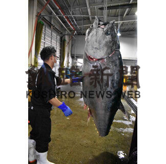 重量200㌔超 巨大マグロ水揚げ(2021-08-06)