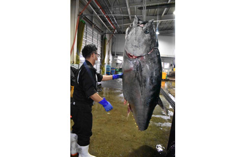 重量200㌔超 巨大マグロ水揚げ(2021-08-06)