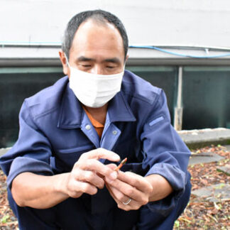 標津サーモン科学館に「キツネノロウソク」群生(2021-08-11)