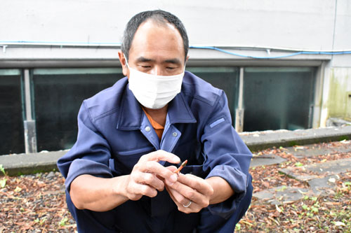 標津サーモン科学館に「キツネノロウソク」群生(2021-08-11)