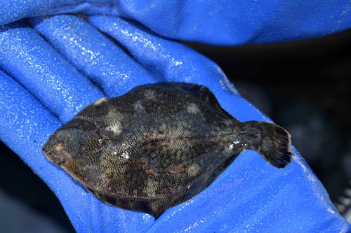 マツカワ稚魚5万匹放流 根室と別海に(2021-09-01)