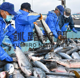 秋サケ１０６㌧初水揚げ　根室海区４漁協　定置網漁、前浜に活気(2021-09-10)