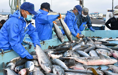 秋サケ106㌧初水揚げ 根室海区4漁協 定置網漁、前浜に活気(2021-09-10)