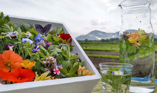 ハーブ農園ファットリアリッコで18日ワークショップ(2021-09-11)