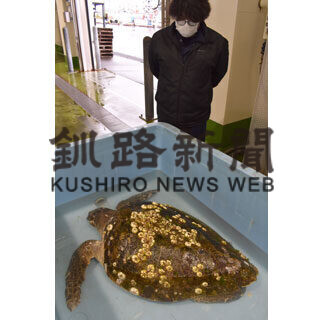 秋サケ定置網にアカウミガメ(2021-09-10)