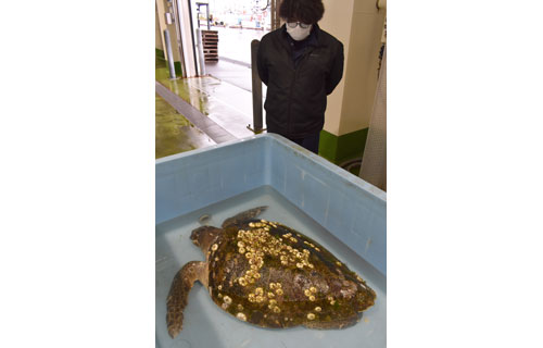 秋サケ定置網にアカウミガメ(2021-09-10)