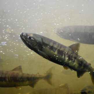 標津サーモン科学館営業再開　魚道水槽でサケ・マス遡上_1(2021-10-01)