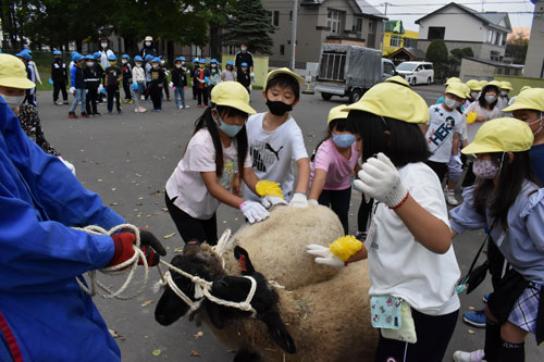 仲間と別れ「元気でね」 昭和小、羊2頭牧場に返却(2021-09-23)