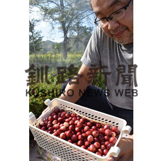 クランベリー、生の実いかが　白糠「驚きの森」直売店で販売(2021-09-26)