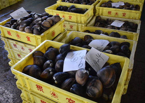 ホッキけた引き網漁始まる(2021-09-04)