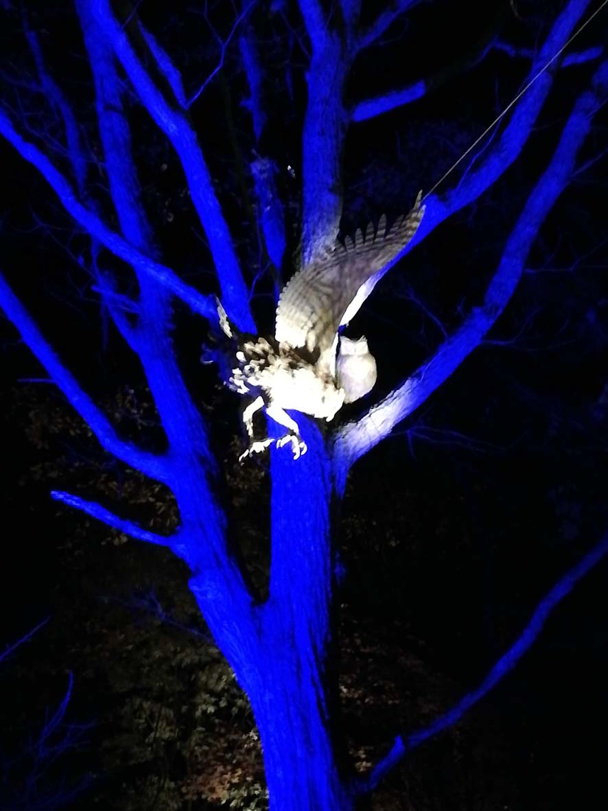 川湯ナイトミュージアム 野鳥彫像を光で立体的に(2021-09-18)