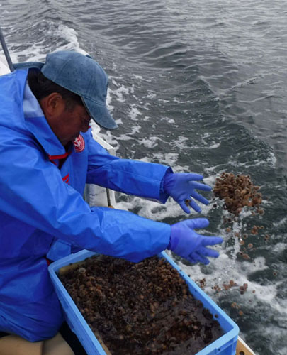 4漁協に稚ウニ出荷 中間育成へ放流(2021-09-11)