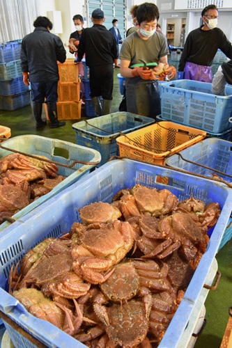 毛ガニ今季初水揚げ かご漁 昨年の3倍1.8㌧(2021-09-03)