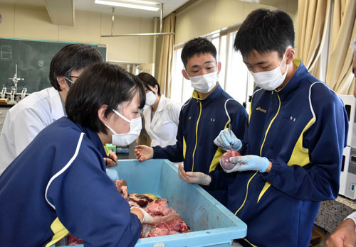 内臓の仕組みを学ぶ 湖陵高で解剖実習、医師目指す生徒6人(2021-09-11)