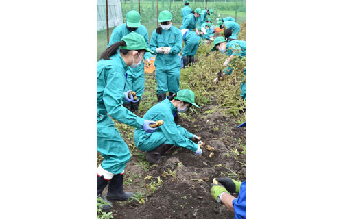 給食用ジャガイモ豊作 標茶高で収穫、今年も提供へ(2021-09-12)