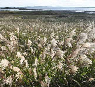 野付半島のススキ、初秋の装い(2021-09-19)
