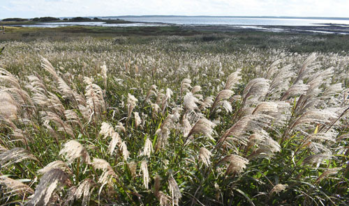 野付半島のススキ、初秋の装い(2021-09-19)