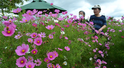 初秋彩るコスモス見頃 厚岸・のんき村(2021-09-12)