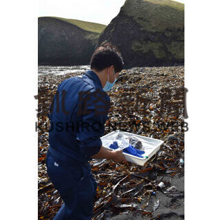 根室でもウニの死骸確認　赤潮影響か(2021-10-05)