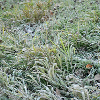 中心部で今季初　氷点下、初氷観測(2021-10-20)