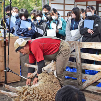 羊毛役割理解深める　白糠高(2021-10-22)
