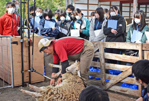 羊毛役割理解深める 白糠高(2021-10-22)