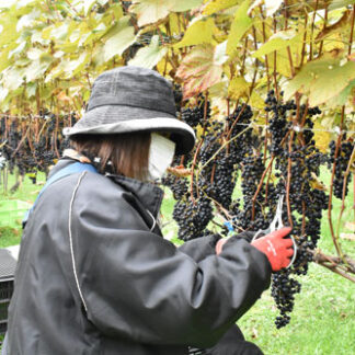 ブドウ収穫「来年楽しみ」　蕎麦作り研究会がワイン造り開始(2021-10-29)