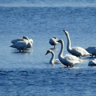 風蓮湖に「冬の使者」オオハクチョウ飛来(2021-10-09)