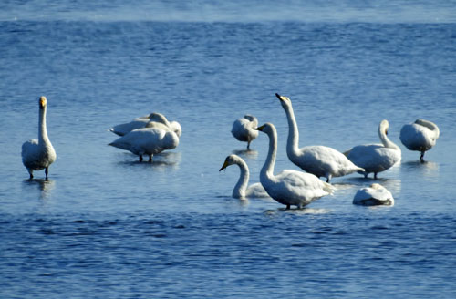 風蓮湖に「冬の使者」オオハクチョウ飛来(2021-10-09)