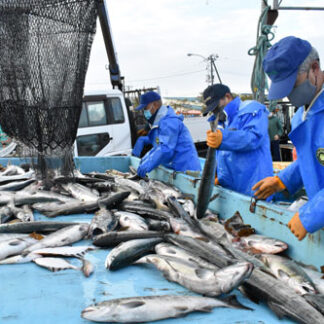 秋サケ漁獲低水準　根室海区、南部で最大３割減(2021-10-16)