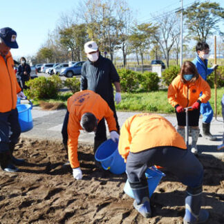 チューリップ球根１０００株植栽　ぬさまいライオンズク　(2021-10-22)