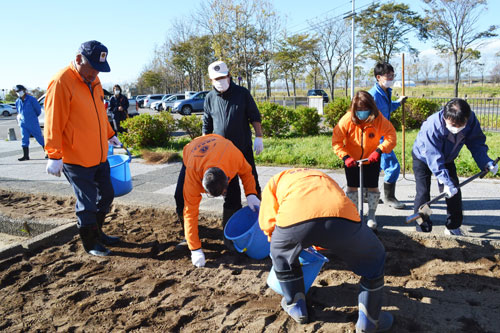 チューリップ球根1000株植栽 ぬさまいライオンズク (2021-10-22)