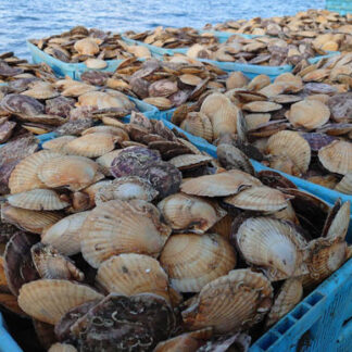 ホタテ１４㌧初水揚げ　１㌔当たりの高値２００円(2021-11-25)