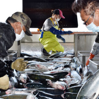 釧路管内秋サケ３７万匹２２％増(2021-11-27)